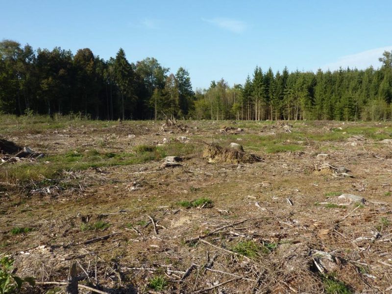 VORHER - Hiebfläche in Schambach