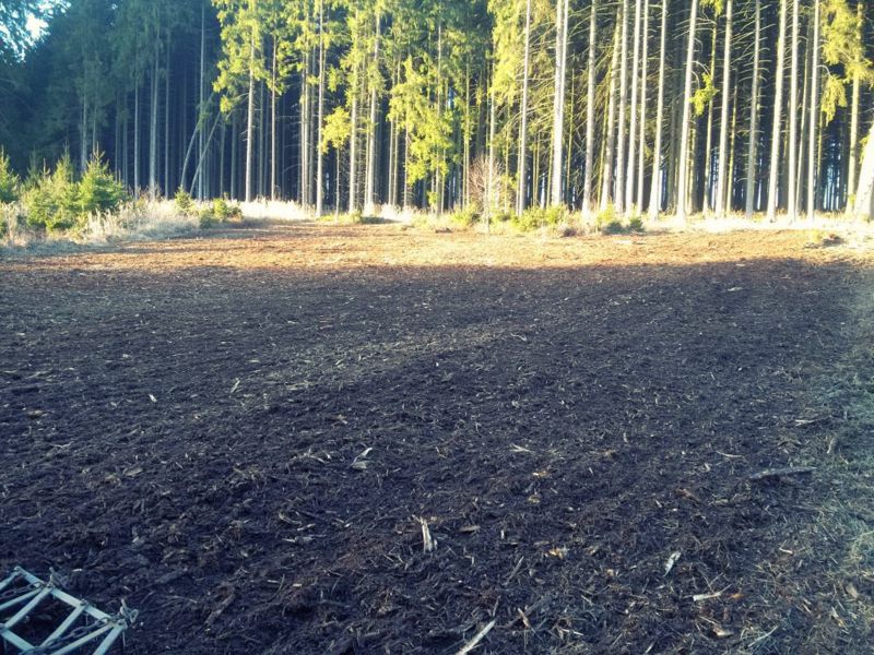 NACHHER - Gemulchte Hiebfläche in Schierling